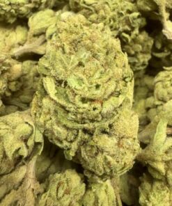 White Truffles "B+ Grade" Greenhouse Flower