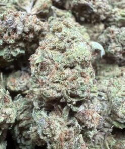 Lobster Butter "B Grade" Greenhouse Flower