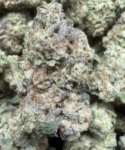 Gary Payton (SEEDED) "B+ Grade" Indoor Flower