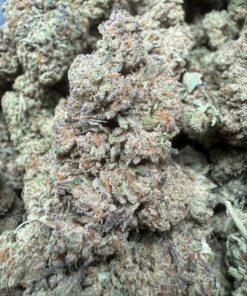 Gary Payton "B+ Grade" Greenhouse flower