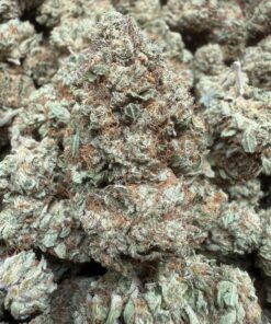 Candy Gelato "A+ Grade" Greenhouse Flower