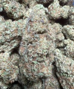 Gelato 44 " A Grade" Greenhouse Flower