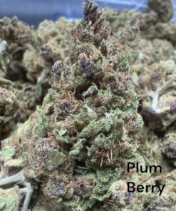 PlumBerry "A+ Grade" Greenhouse Flower by The Real Ridge Boys