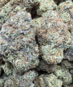 Blue Zushi "A Grade" Tea Grown Indoor Flower by Tumbado Gardens