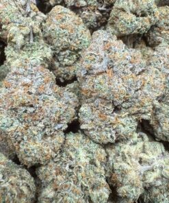 Guava Gelato "A+ Grade" Tea Grown Indoor Flower by Tumbado Gardens