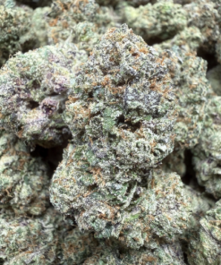 Rainbow Sherbet x Pink Guava "A Grade" Tea Grown Indoor by Tumbado Gardens