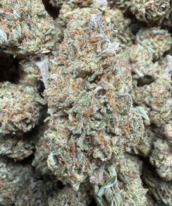 Animal Mints "B+ Grade" Greenhouse Flower