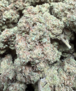 Papaya Slut "B Grade" Greenhouse Flower