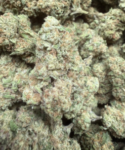 Papaya Funk "B Grade" Greenhouse Flower