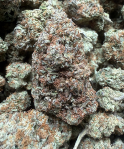 Bacio Sherb "B+ Grade" Greenhouse Flower
