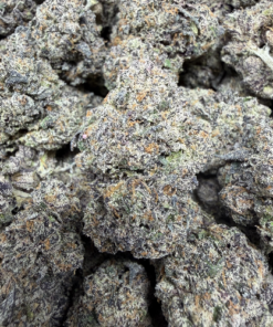 Blue Jelly Bean "A Grade" Indoor Flower by Tumbado Gardens