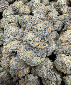 Lemon Cherry Guava'z "A Grade" Indoor Flower by Tumbado Gardens