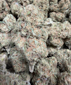 Orange Creamsicle "B+ Grade" Greenhouse Flower