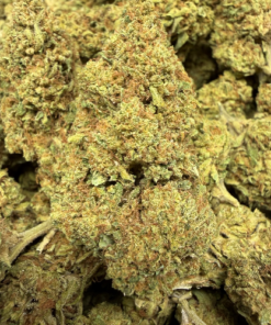 Ivory Haze "B- Grade" Greenhouse flower