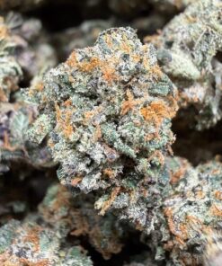 Gelato 41 "A+ Grade" Indoor Flower Smalls