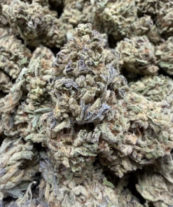 LA Pop Rocks "B Grade" Greenhouse Flower
