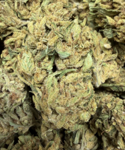 Black Runtz "C Grade" Greenhouse flower