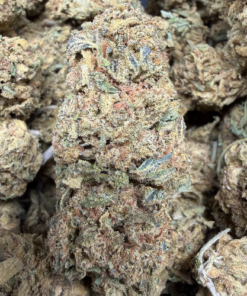 Strawberry Gas "C- Grade" Greenhouse Flower "Older"