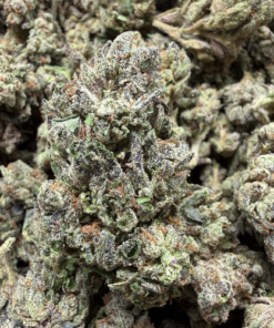Lemon Cherry Gelato "A Grade" Greenhouse Flower