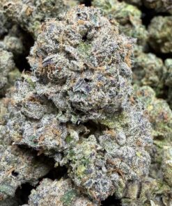Blue Jelly Bean'z (A Grade) Indoor Flower