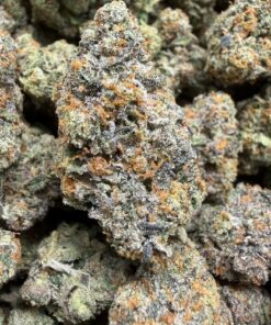 Purple Petrol (A Grade) Indoor Flower