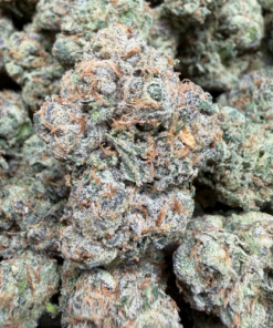 Blue Zushi (A Grade) Indoor Flower by Tumbado Gardens