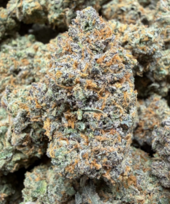 41 Gushers (A Grade) Indoor Flower by Tumbado Gardens