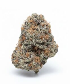 Garanimals (A+ Grade) Indoor Flower By Tumbado Gardens
