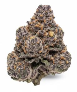 Black Cherry Guava (A Grade) Indoor Flower "SMALL BUDS"