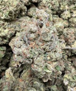 Lobster Butter (B Grade) Greenhouse Flower (MICRO, SMALL & MEDIUM BUD MIX) "LOW TICKET" - Image 2