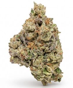 Lobster Butter (B Grade) Greenhouse Flower (MICRO, SMALL & MEDIUM BUD MIX) "LOW TICKET"