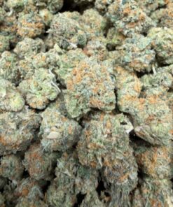 GMO x Gelato 41 (A Grade) Indoor Flower "SMALL BUDS"