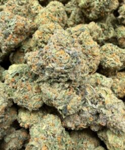 Gelato 41 (A Grade) Indoor Flower by Tumbado Gardens - Image 2