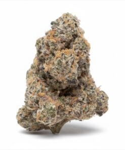 Versace (B+ Grade) Indoor Flower Buds #