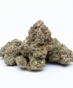 🖋️ Wet Ink (A+ grade) Indoor Flower By Tumbado Gardens "Tea Grown"