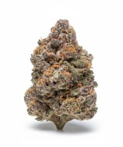🥜 Pistachio Gelato (A+ grade) Indoor Flower By Tumbado Gardens "Tea Grown" EXOTIC TERPS