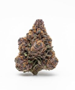 🌹 White Thorn Rose (A+ grade) Indoor Flower By Tumbado Gardens "Tea Grown" EXOTIC TERPS