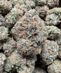 Garanimals (A+ Grade) Indoor Flower BIG BUDS By Tumbado Gardens "Tea Grown" - Image 2