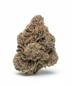 Garanimals (A+ Grade) Indoor Flower BIG BUDS By Tumbado Gardens "Tea Grown"