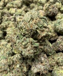 Bubblegum Gushers (A grade) Indoor Flower SMALL BUDS By Tumbado Gardens "Tea Grown" - Image 2