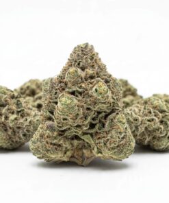 Bubblegum Gushers (A grade) Indoor Flower SMALL BUDS By Tumbado Gardens "Tea Grown"