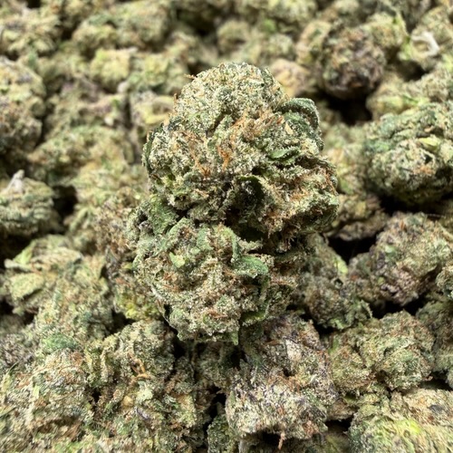 Bubblegum Gushers (A grade) Indoor Flower SMALL BUDS By Tumbado Gardens "Tea Grown" - Image 2